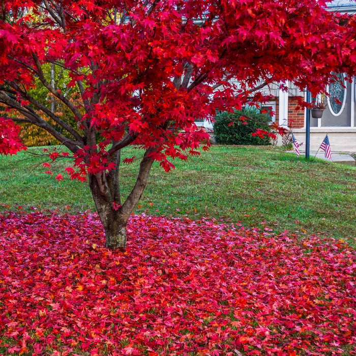 Japanese Red Maple Tree