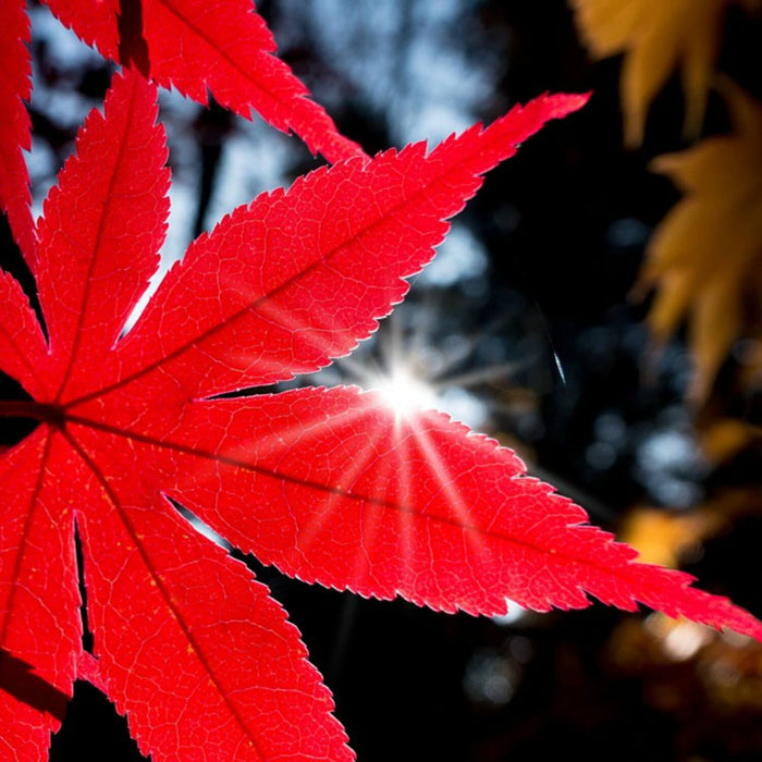 Japanese Red Maple Tree