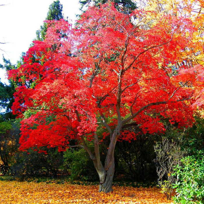 Japanese Red Maple Tree