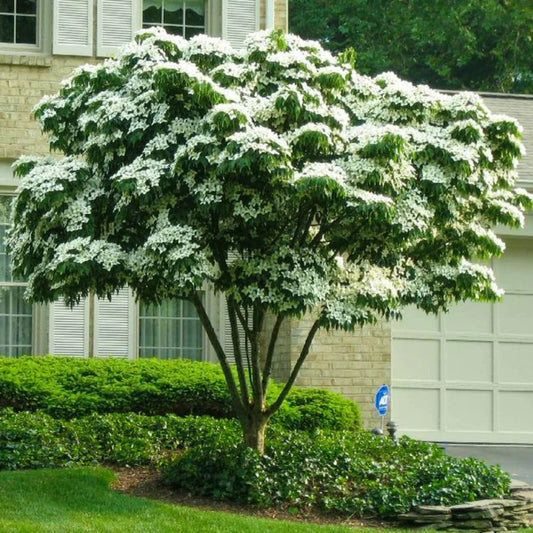 Kousa Dogwood Tree