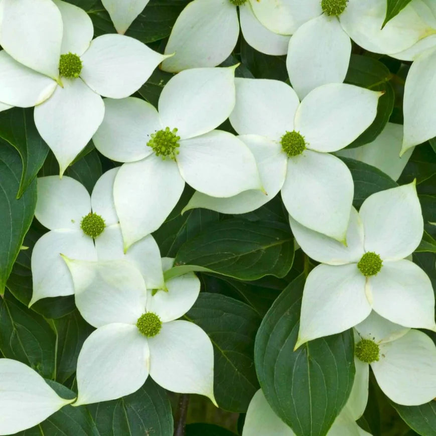 Kousa Dogwood Tree