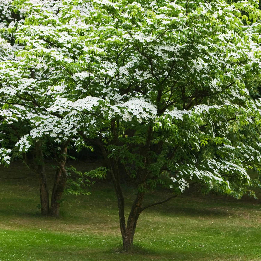 Kousa Dogwood Tree