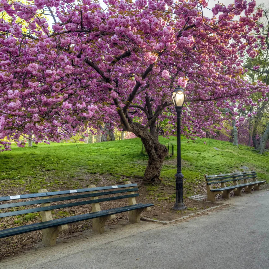 Kwanzan Flowering Cherry Tree