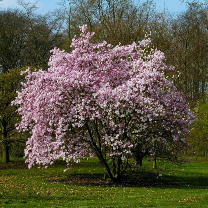 Magnolia Jane Tree