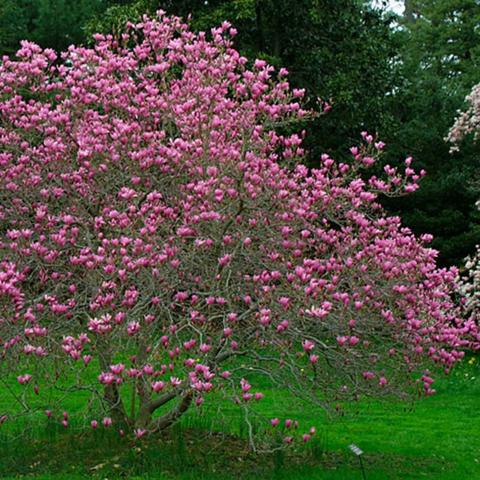 Magnolia Jane Tree