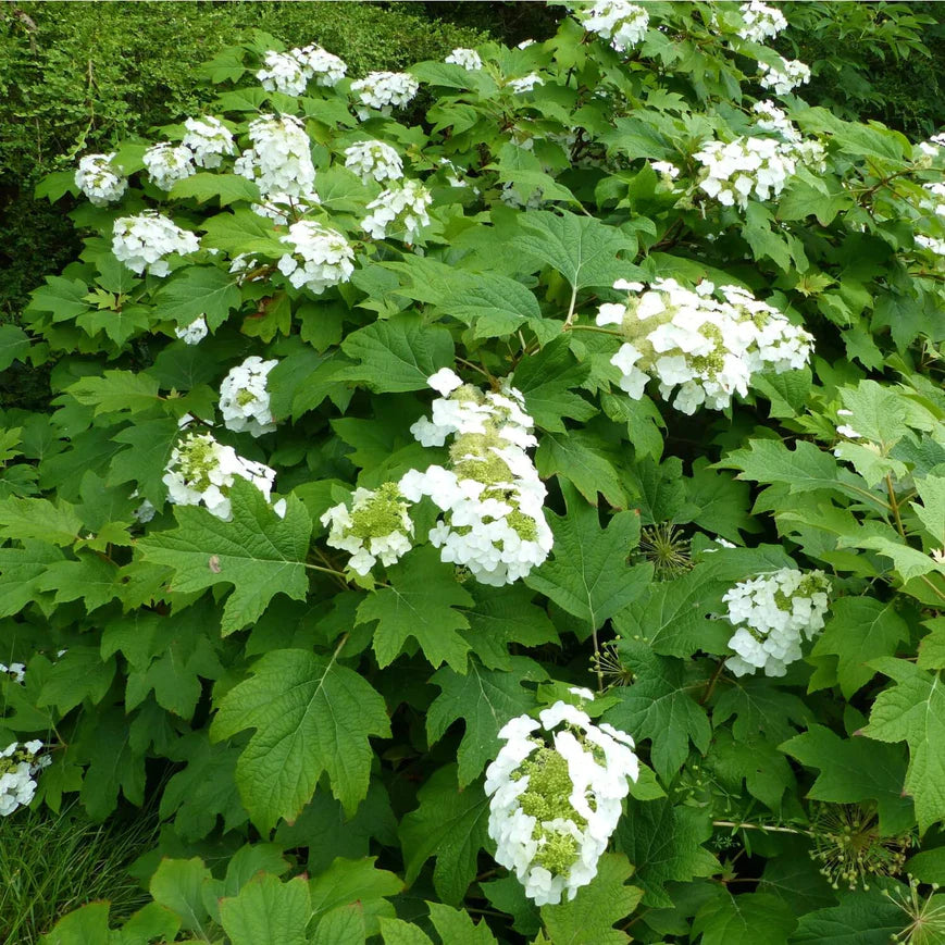 Oakleaf Hydrangea Shrub