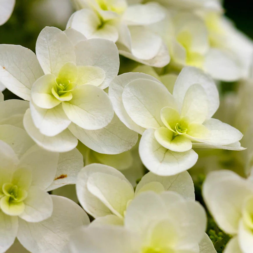 Oakleaf Hydrangea Shrub