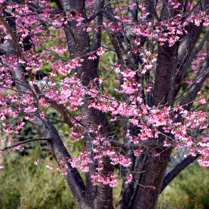 Okame Flowering Cherry Tree