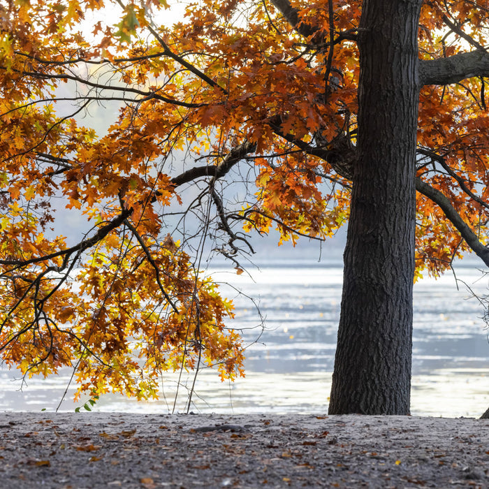 Pin Oak Tree