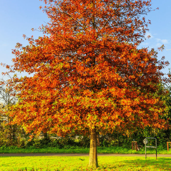 Pin Oak Tree