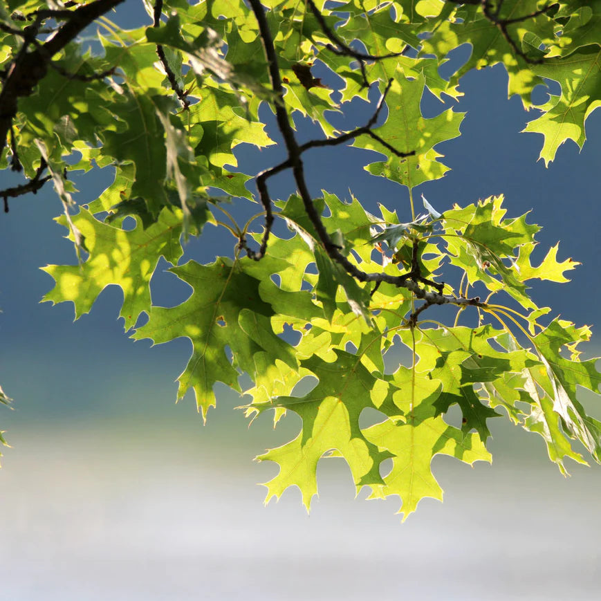 Pin Oak Tree