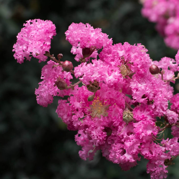 Crape Myrtle (Pink) Tree