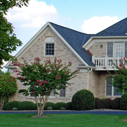 Crape Myrtle (Pink) Tree