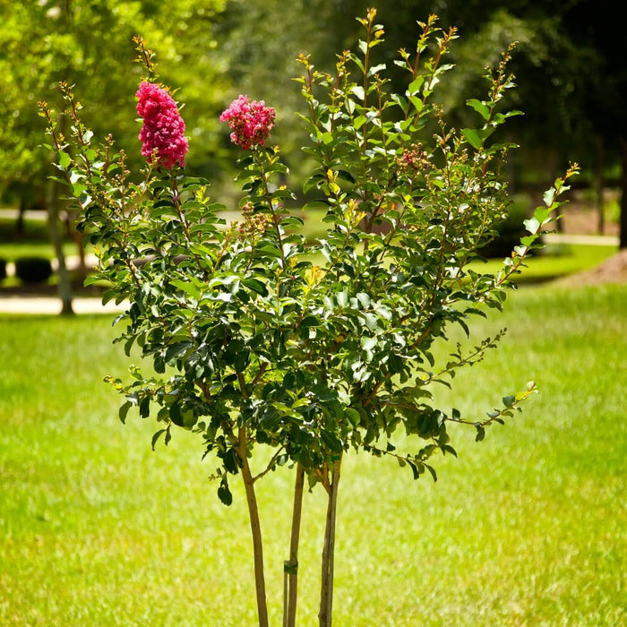 Crape Myrtle (Pink) Tree