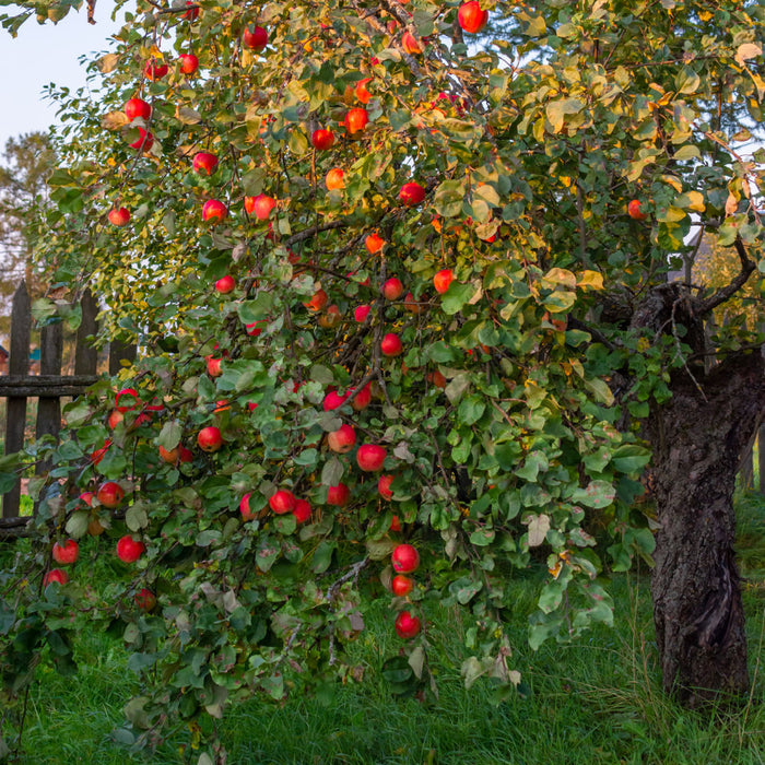 Red Delicious Apple Tree