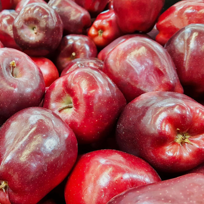 Red Delicious Apple Tree