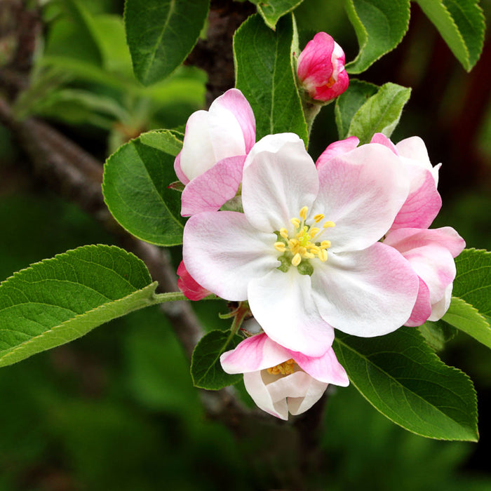 Red Delicious Apple Tree