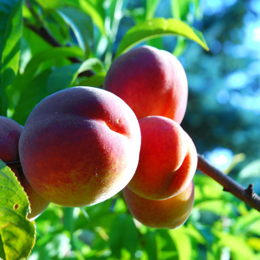 Red Haven Peach Tree