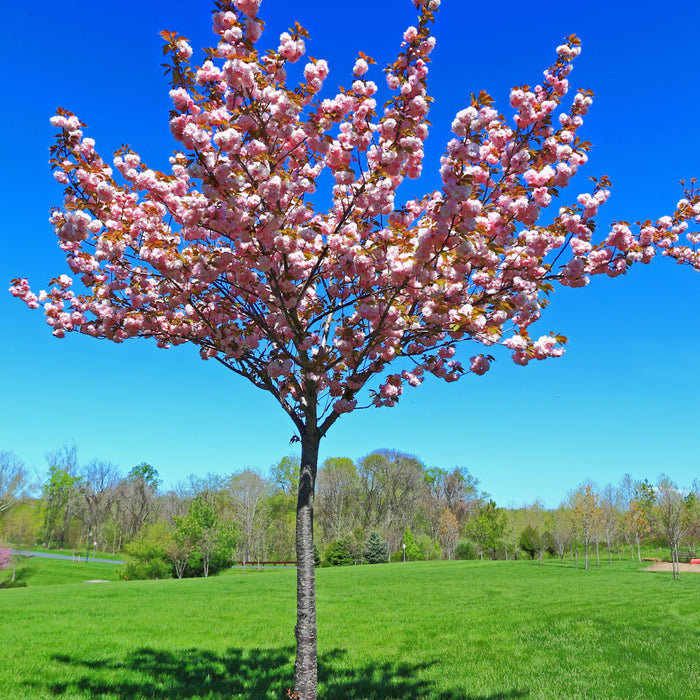 Red Haven Peach Tree