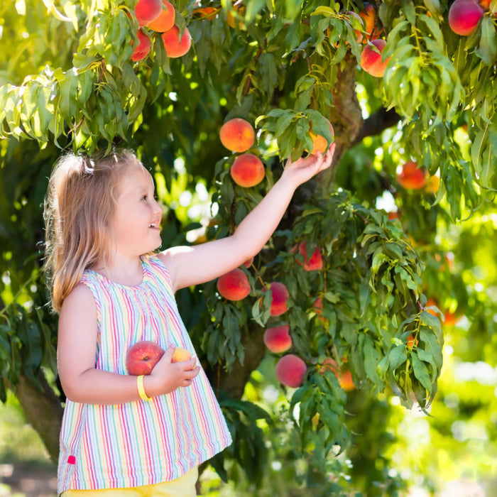 Red Haven Peach Tree