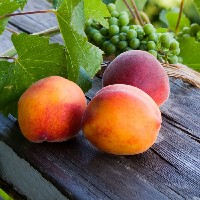 Red Haven Peach Tree