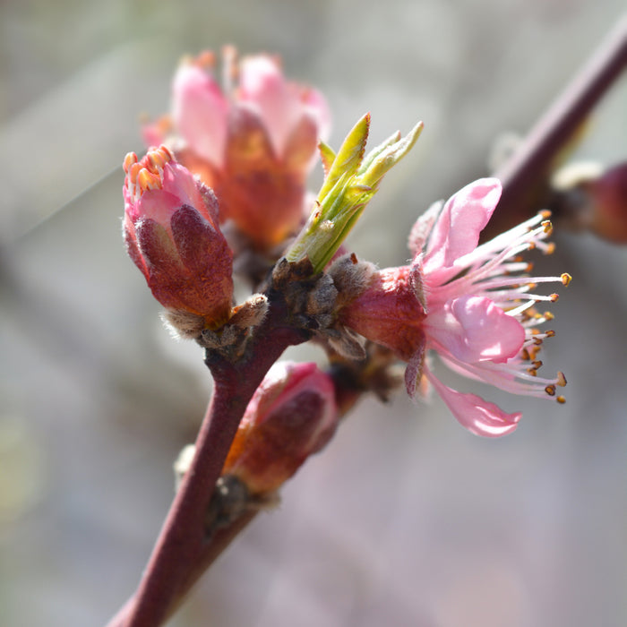 Red Haven Peach Tree