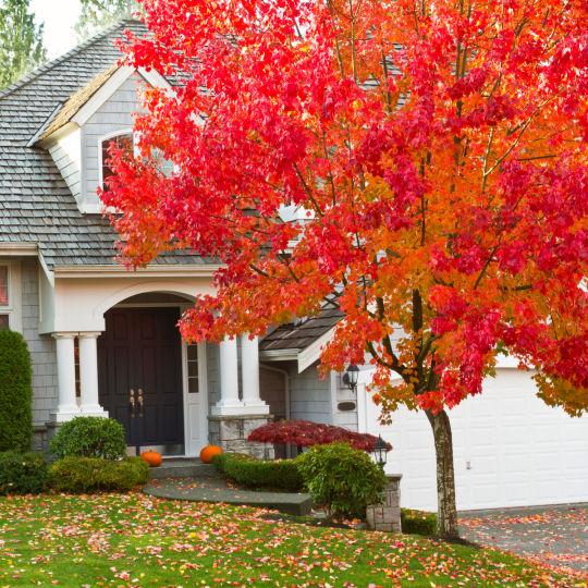 Red Maple Tree