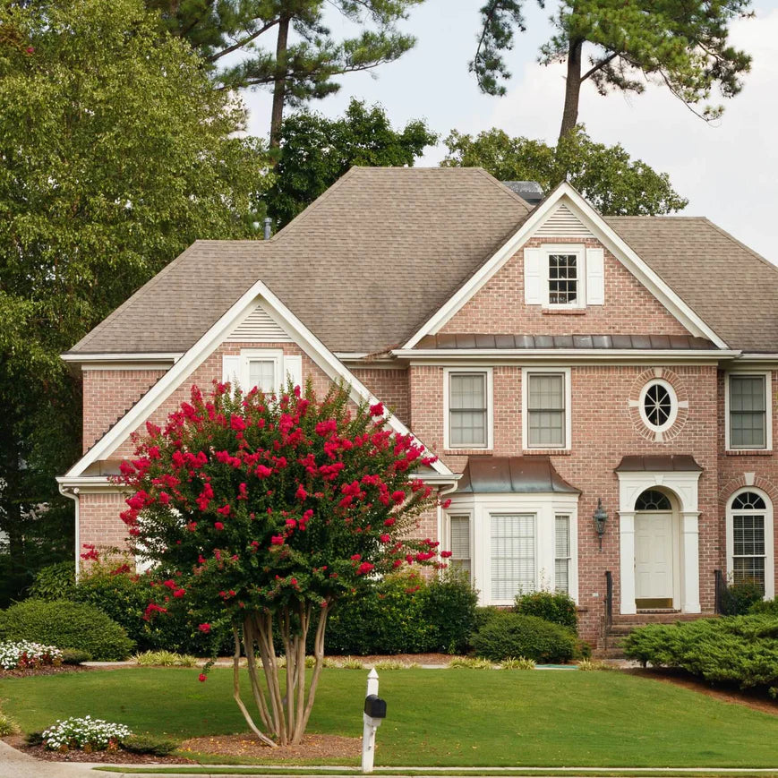 Crape Myrtle (Red) Tree