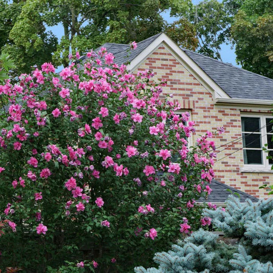 Rose of Sharon (Lucy) Shrub