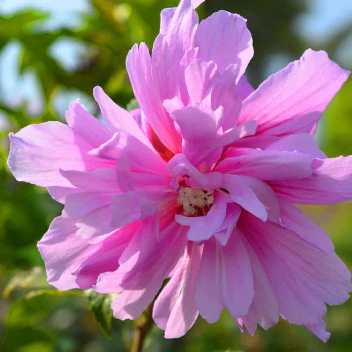 Rose of Sharon (Lucy) Shrub