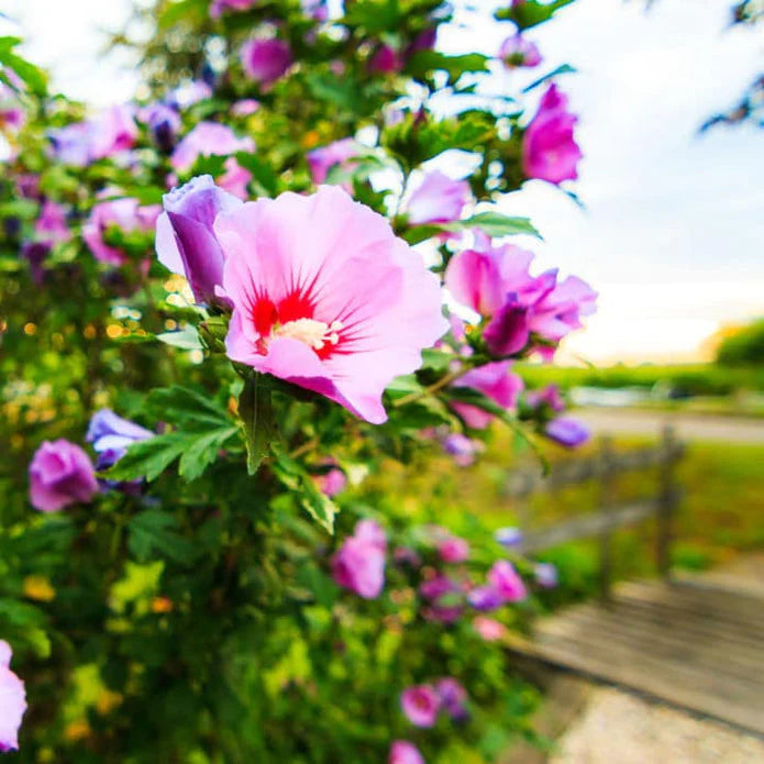 Rose of Sharon (Minerva) Shrub