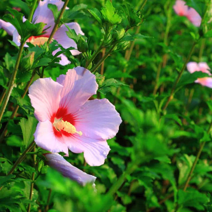 Rose of Sharon (Minerva) Shrub