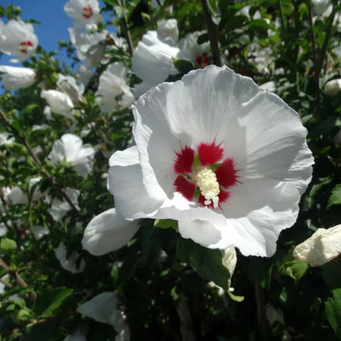 Rose of Sharon (Red Heart) Shrub