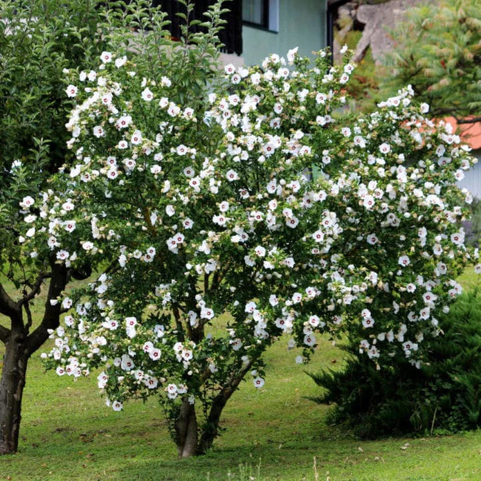 Rose of Sharon (Red Heart) Shrub