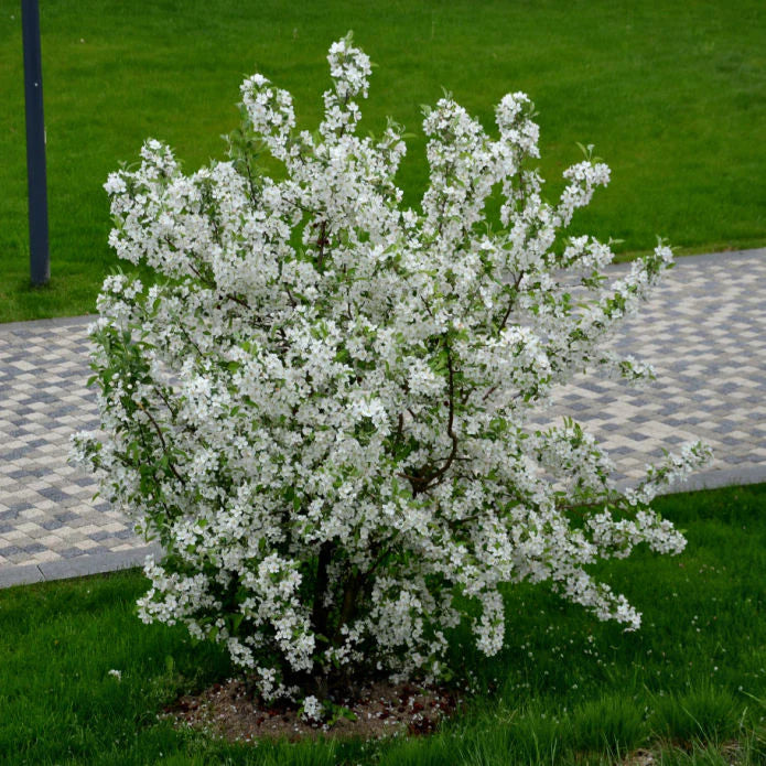 White Crabapple (Sargent) Shrub