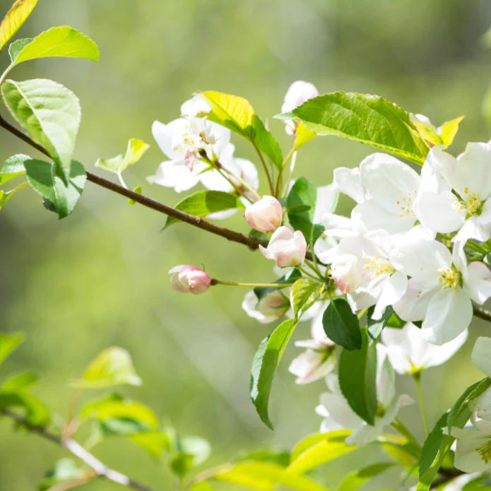 White Crabapple (Sargent) Shrub