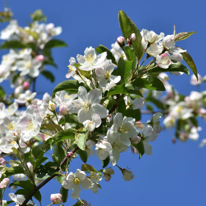 White Crabapple (Sargent) Shrub