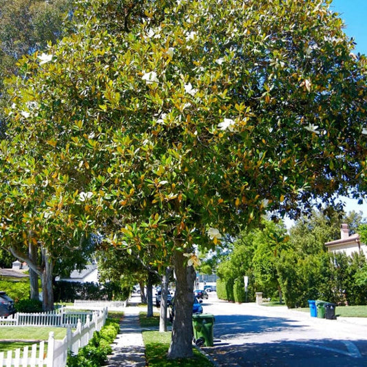 Southern Magnolia Tree