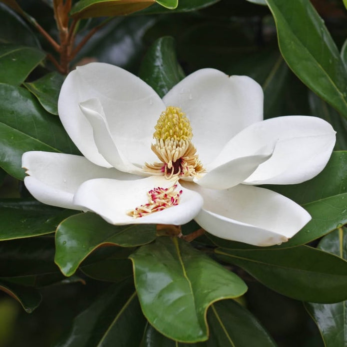 Southern Magnolia Tree