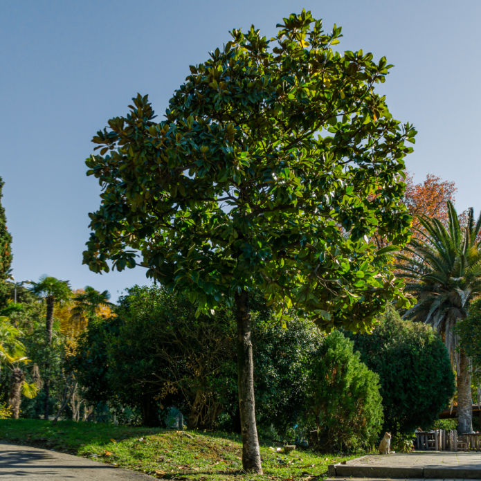 Southern Magnolia Tree