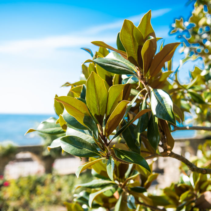 Southern Magnolia Tree