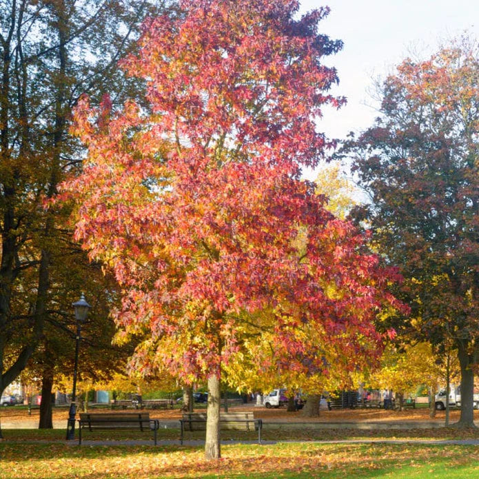 American Sweet Gum Tree