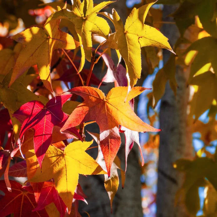 American Sweet Gum Tree