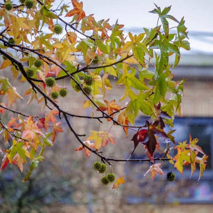 American Sweet Gum Tree