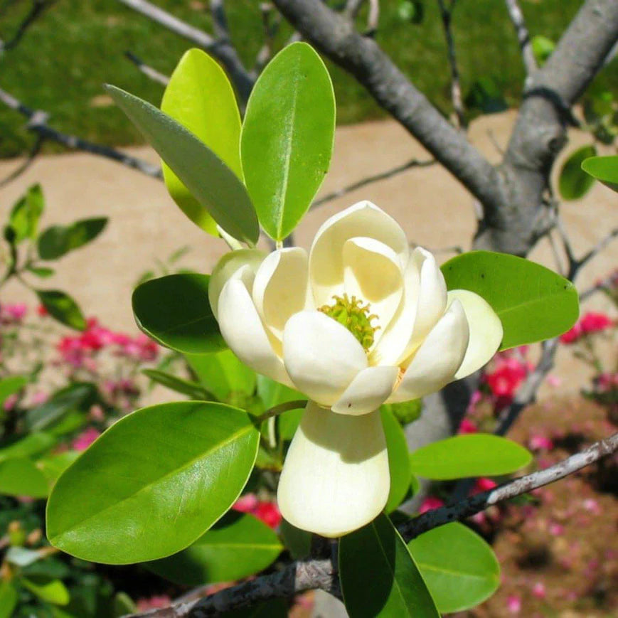 Sweetbay Magnolia Tree