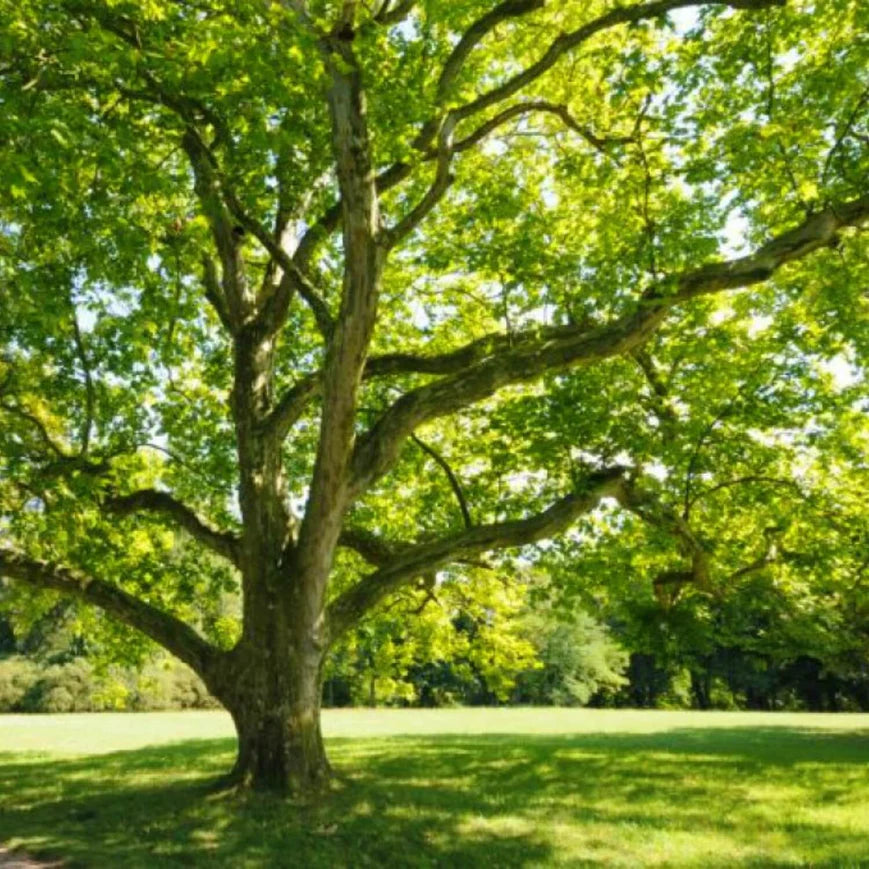 Sycamore Tree