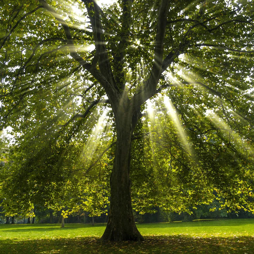 Sycamore Tree