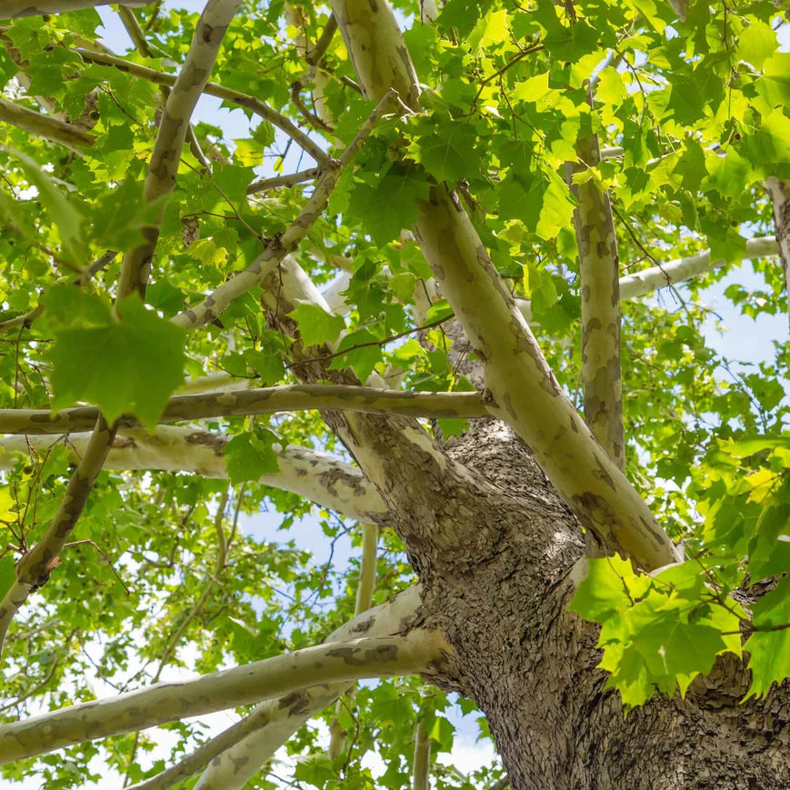 Sycamore Tree