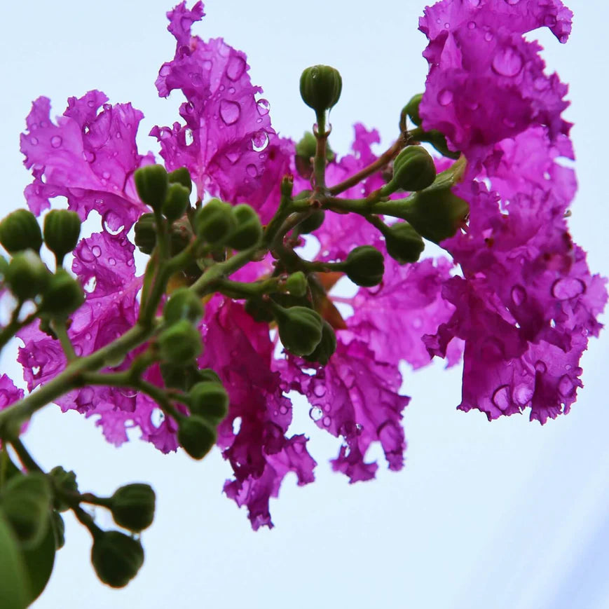 Crape Myrtle (Purple) Tree