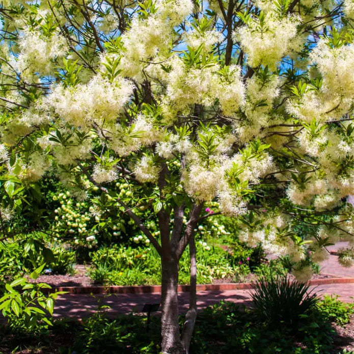 White Fringe Tree